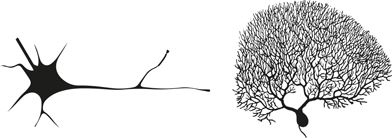 Как мы видим? Нейробиология зрительного восприятия Как мы видим? Нейробиология зрительного восприятия