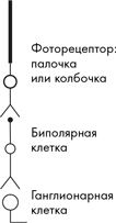 Как мы видим? Нейробиология зрительного восприятия Как мы видим? Нейробиология зрительного восприятия