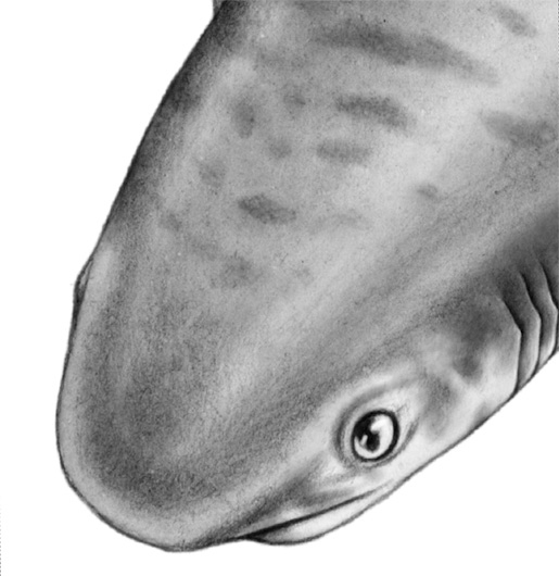 Душа акулы Душа акулы