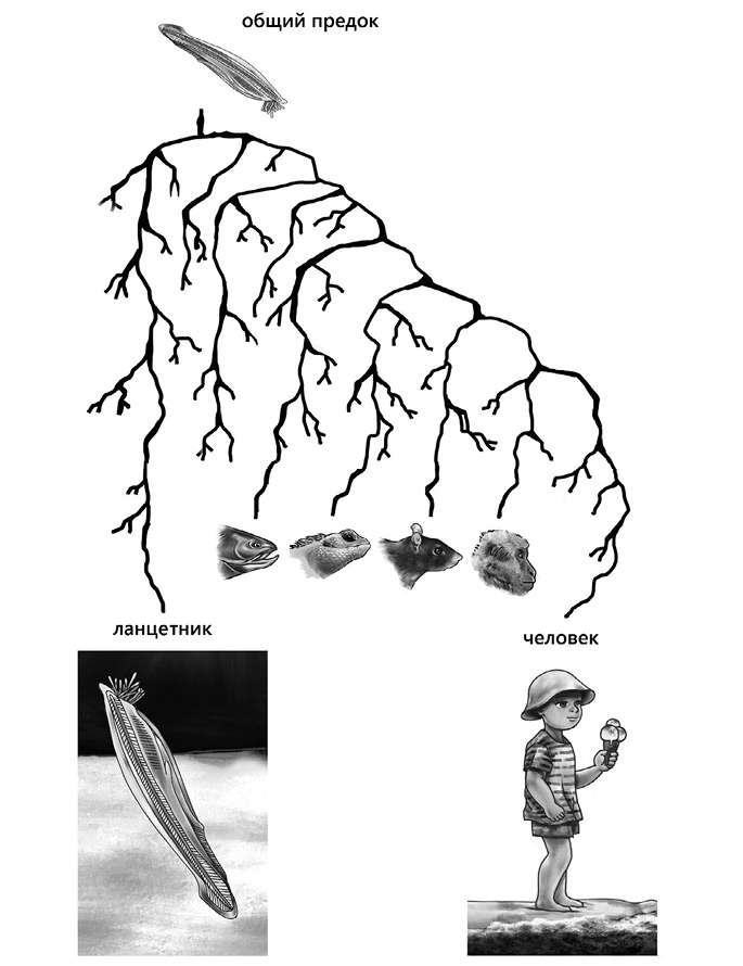 Семь с половиной уроков о мозге. Почему мозг устроен не так, как мы думали Семь с половиной уроков о мозге. Почему мозг устроен не так, как мы думали