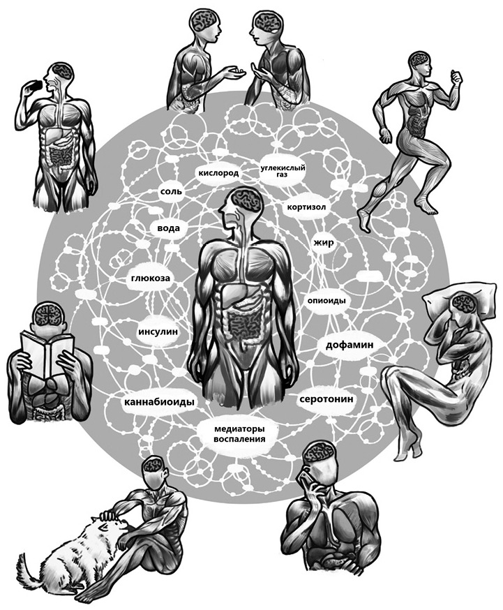 Семь с половиной уроков о мозге. Почему мозг устроен не так, как мы думали Семь с половиной уроков о мозге. Почему мозг устроен не так, как мы думали