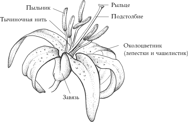 Путь розы. Внутри цветочного бизнеса. Как выводят и продают цветы, которые не сумела создать природа