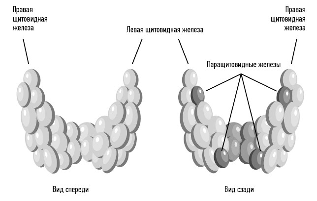 Загадочная щитовидка: что скрывает эта железа Загадочная щитовидка: что скрывает эта железа