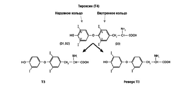 Загадочная щитовидка: что скрывает эта железа