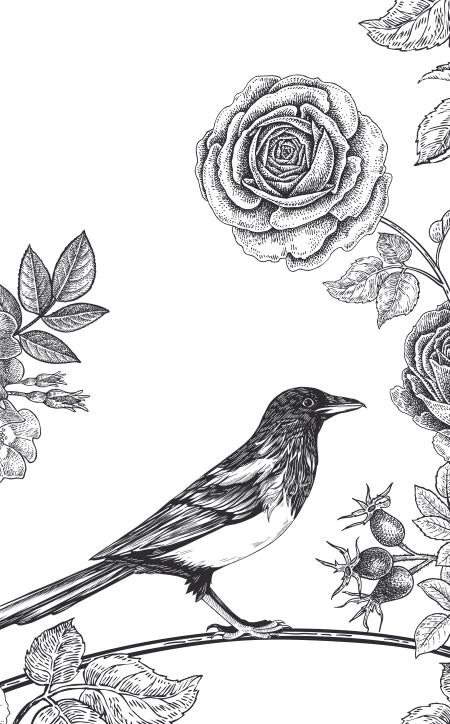 Повелитель сорок Повелитель сорок