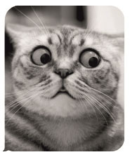 Неукротимое пламя