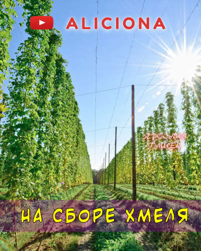 Гашек Ярослав - На сборе хмеля