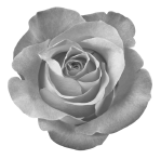 Непокорный рыцарь Непокорный рыцарь