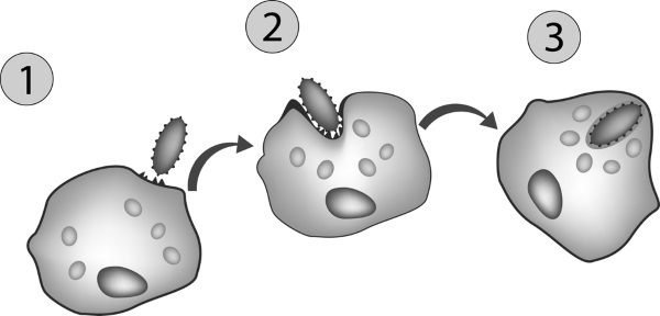 Фильтруй! Как работают наши печень и почки Фильтруй! Как работают наши печень и почки