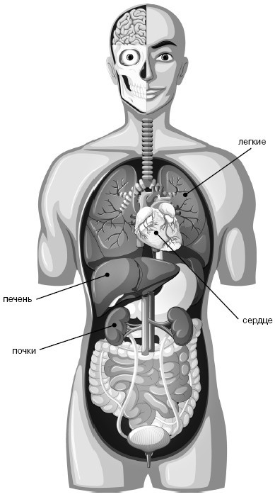 Фильтруй! Как работают наши печень и почки