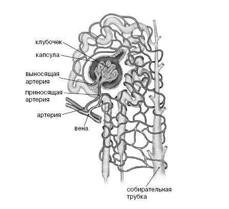 Фильтруй! Как работают наши печень и почки Фильтруй! Как работают наши печень и почки