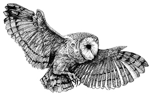 Спящая Спящая