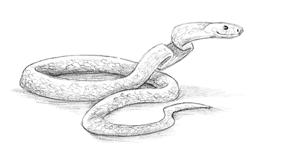 Говорящий лес Говорящий лес