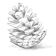 Говорящий лес Говорящий лес