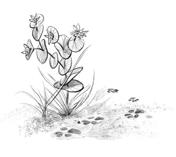 Талисман четырёх стихий Талисман четырёх стихий