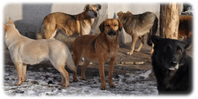 Номак Евгений - Как оборотни в цирк устраивались