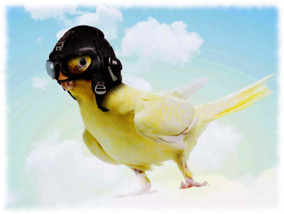 Номак Евгений - Межгалактический пастух. Дело о попугайчиках