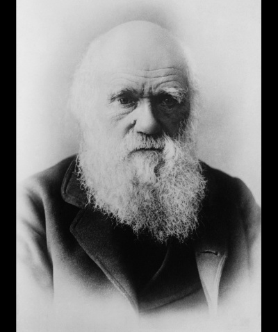 Антон Рай – Кто умнее (по Дарвину и по здравому смыслу)