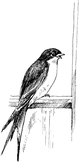 Остров капитанов Остров капитанов