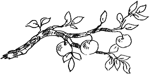 Босая принцесса