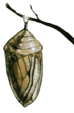 Каменное сердце Каменное сердце