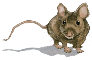 Каменное сердце Каменное сердце