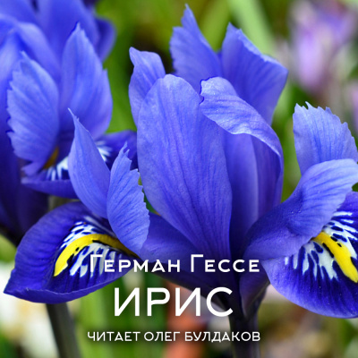 Гессе Герман – Ирис