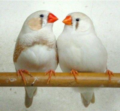 Драгунский Виктор – Белые амадины