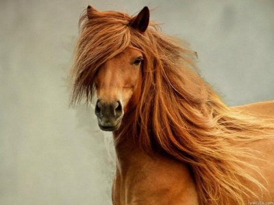 Паланик Чак – Сынишка Рыжего Султана