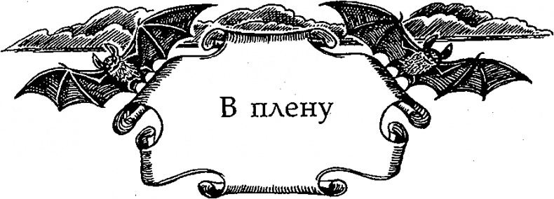 Серебряное крыло Серебряное крыло