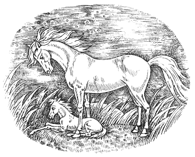 Серебряный конь Серебряный конь