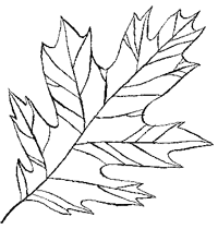 Дикий лес Дикий лес