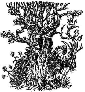 За Темными Лесами За Темными Лесами