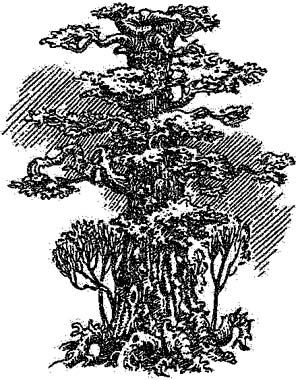 За Темными Лесами За Темными Лесами