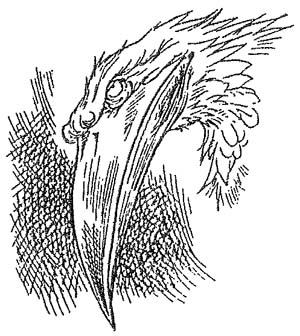 Полночь над Санктафраксом Полночь над Санктафраксом