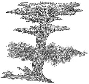 Полночь над Санктафраксом Полночь над Санктафраксом