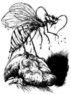 Зимние рыцари Зимние рыцари