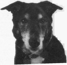 Пес по имени Бу Пес по имени Бу