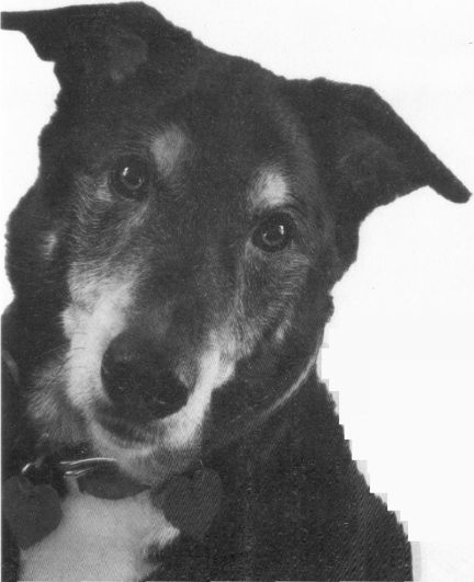 Пес по имени Бу Пес по имени Бу