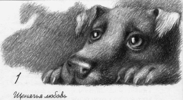 Пес по имени Бу Пес по имени Бу