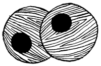 Подземелья Дикого леса Подземелья Дикого леса