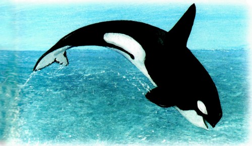 Приключения «Котобоя» Приключения «Котобоя»