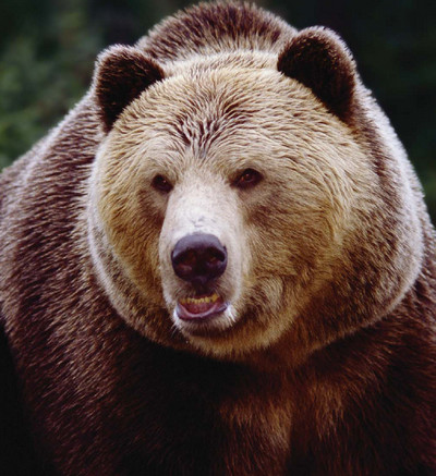 Мохнатый бог Мохнатый бог