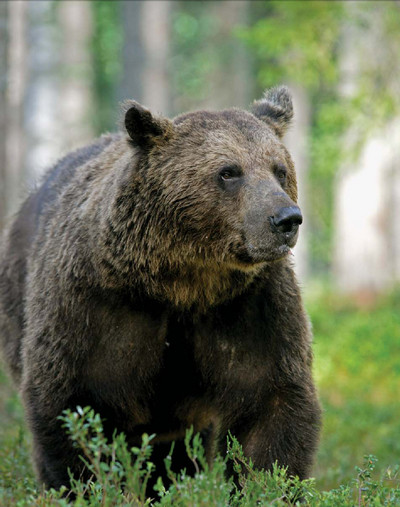 Мохнатый бог Мохнатый бог