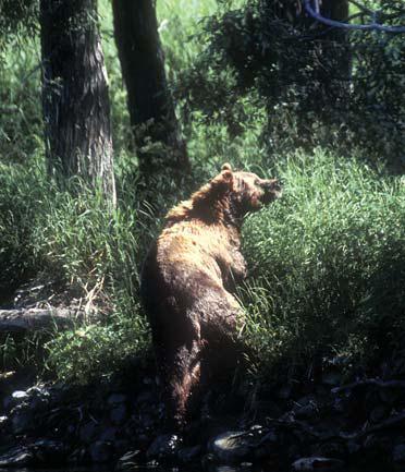 Мохнатый бог Мохнатый бог
