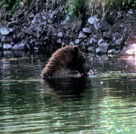 Мохнатый бог Мохнатый бог