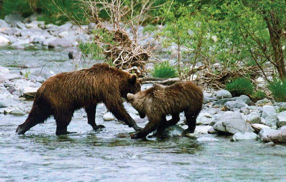 Мохнатый бог Мохнатый бог