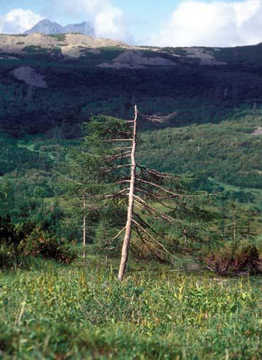 Мохнатый бог Мохнатый бог