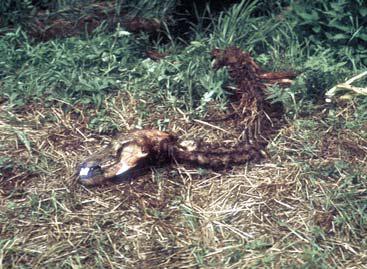 Мохнатый бог Мохнатый бог