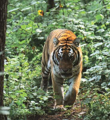 Мохнатый бог Мохнатый бог